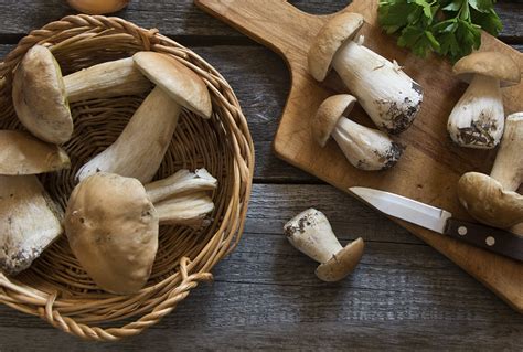 Come Conservare I Funghi Porcini Al Meglio Versilfood