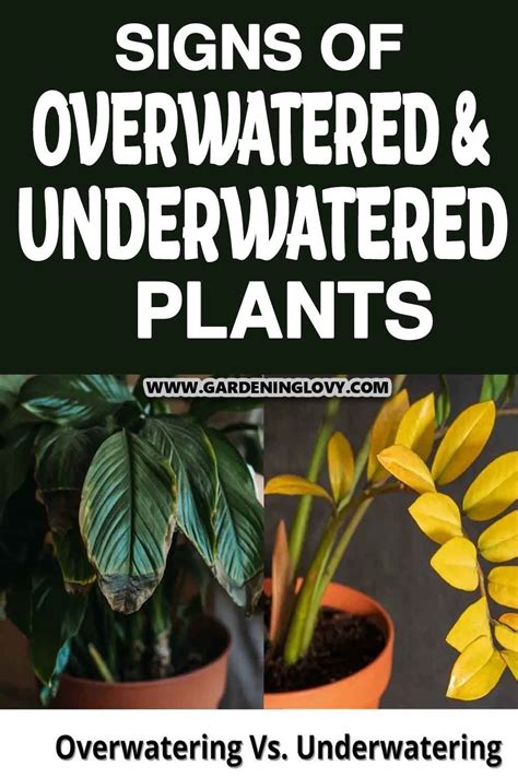 Signs Of Overwatered And Underwatered Plants