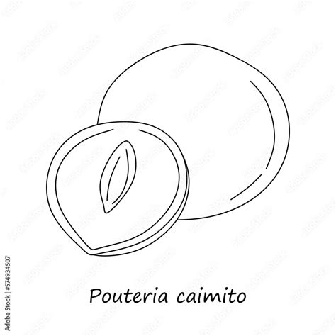 Hand Drawn Sketch Abiu Fruit Or Pouteria Caimito Whole And Cut Isolated