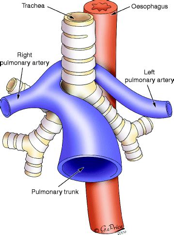 Anatomy Of The Vascular System Flashcards Quizlet