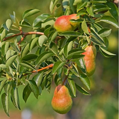 Buy Bare Root Ayers Pear Trees Pyrus Communis Chief River Nursery