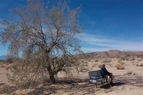 12 Arizona Native Trees to Plant Today