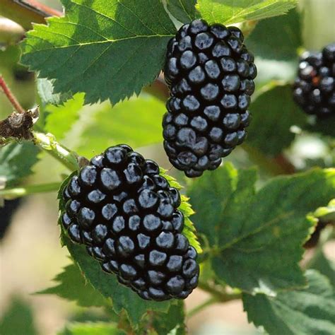 Qauzuy Garden Semillas Jumbo De Mora Sin Espinas Para Plantar