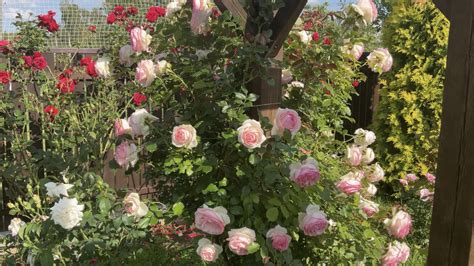 Роза Пьер де Ронсар. | В саду у Карины | Дзен