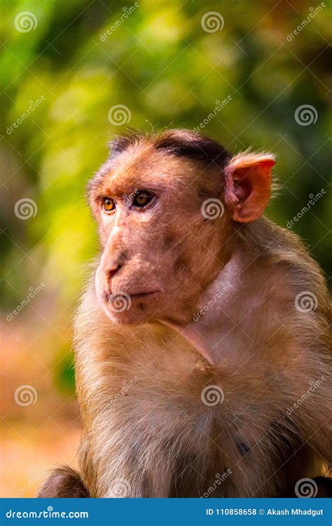 Bonnet macaque stock photo. Image of closeup, monkey - 110858658