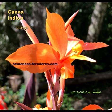 Canna Indica Orange Balisier Orange Rhizome