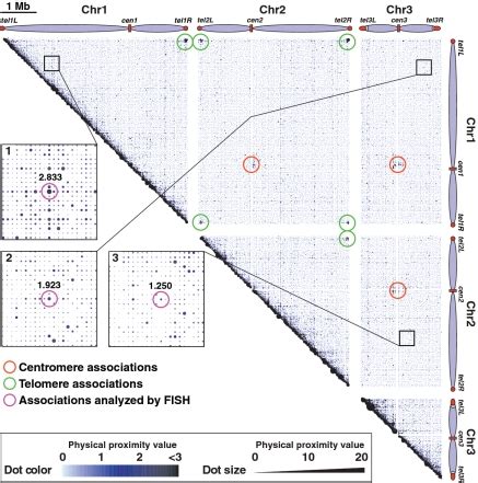 Comprehensive Mapping Of Long Range Associations Throughout The Fission