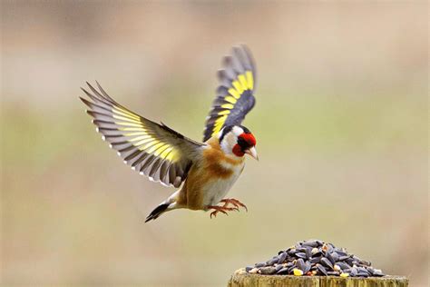 La M Thode Pr Conis E Par Les Naturalistes Pour Attirer Le Chardonneret