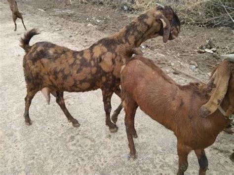 Sirohi Female Goat At Rs 250kg Sirohi Goats In Nawa Id 2851182126448