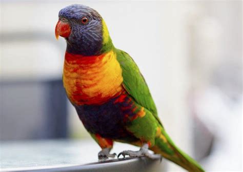 Parrot vs Macaw: Key Differences (With Pictures) | Pet Keen