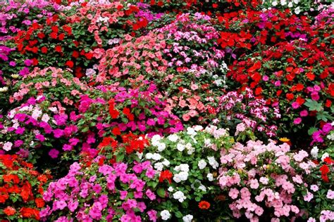 How to Grow and Care for Impatiens