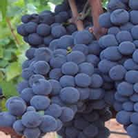 Beaujolais Wines - LetsHaveWine.com