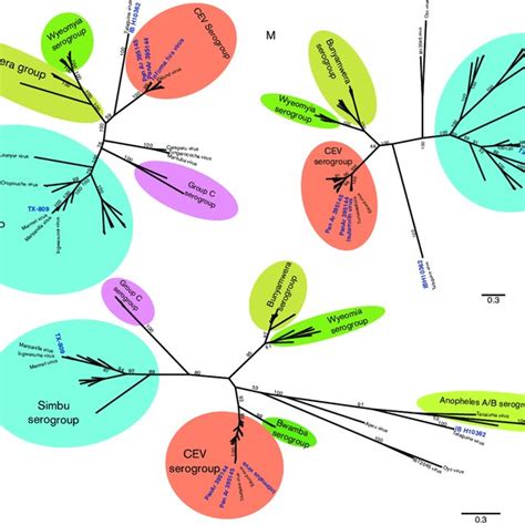 Maximum Likelihood Phylogenetic Analysis Performed On The Sequence Of