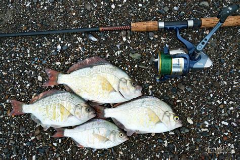 Surf Perch Fishing In Oregon