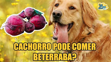 Beterraba Para Cachorro CACHORRO PODE COMER BETERRABA Entenda Os