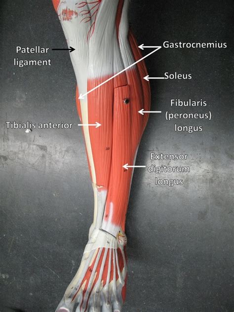 Anterior Leg Muscles Anatomy