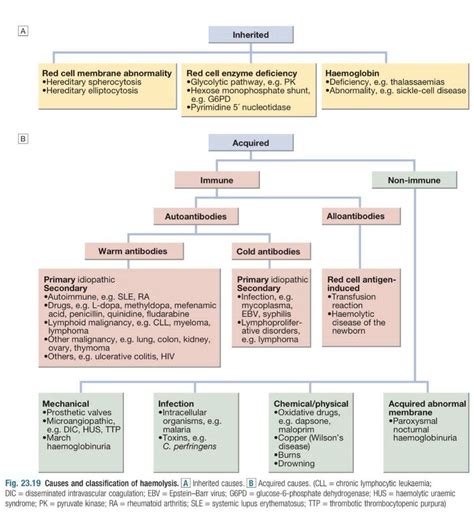 Hemolytic Anemia Ii Medizzy