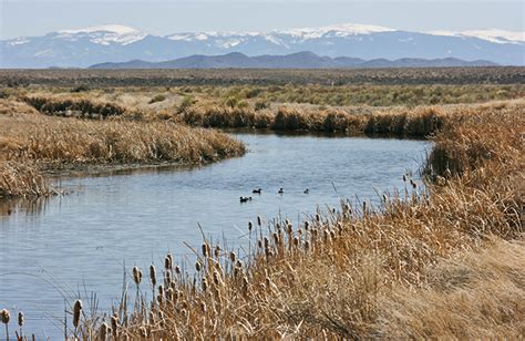 Wetlands Gallery Wetlanddynamics