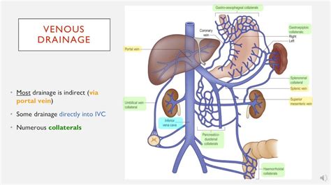 Splenic Vein Anatomy