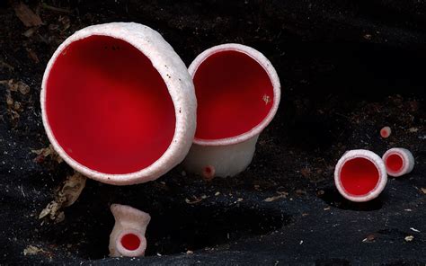 A Magical World Of Rare Mushrooms Revealed By Steve Axford Demilked