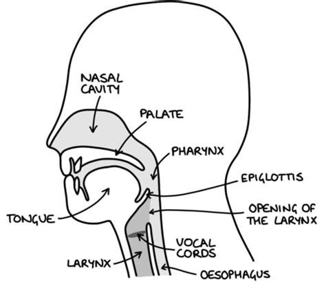 Basic Airway Management Flashcards Quizlet