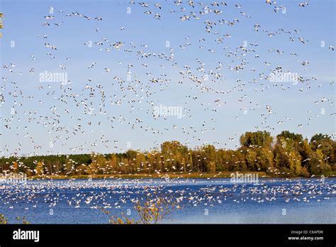 A very large flock of Greater Snow Goose, numbering tens of thousands of birds on resevoir ...