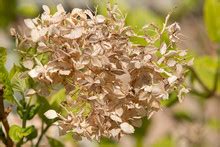 Snowball Bushes Free Stock Photo Public Domain Pictures