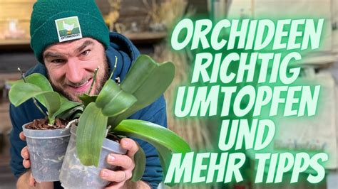 Phalaenopsis Orchidee Umtopfen Wie Der Profi Viele Weitere Tipps Und