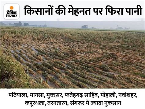 Rain Destroyed Paddy Crop In Malwa Potatoes Ruined In Doaba Paddy