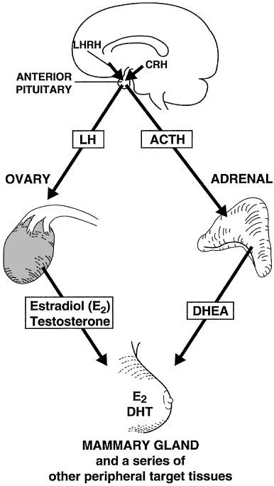 Schematic Representation Of The Role Of Ovarian And Adrenal Sources Of