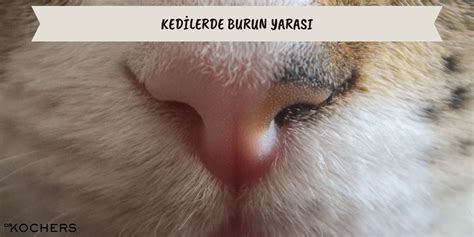 Kedilerde Burun Yarası