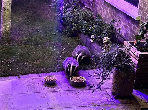 Two Visitors Tonight Rbadgers