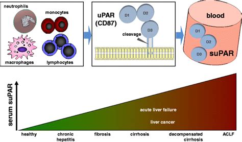 Soluble Urokinase Plasminogen Activator Receptor Supar As A Biomarker