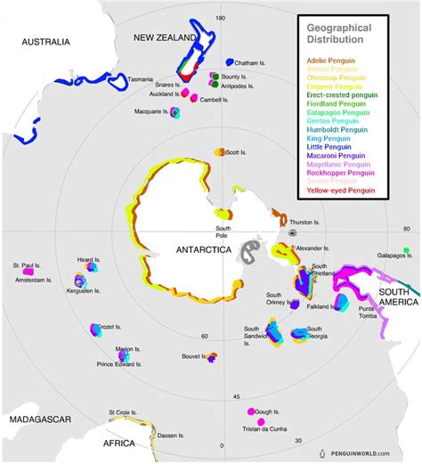 Geographical distributions of penguin species | Penguin species ...