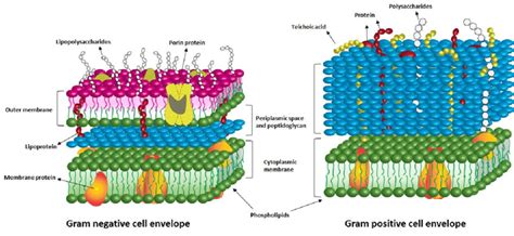 illustration   cell envelope  gram negative  gram positive