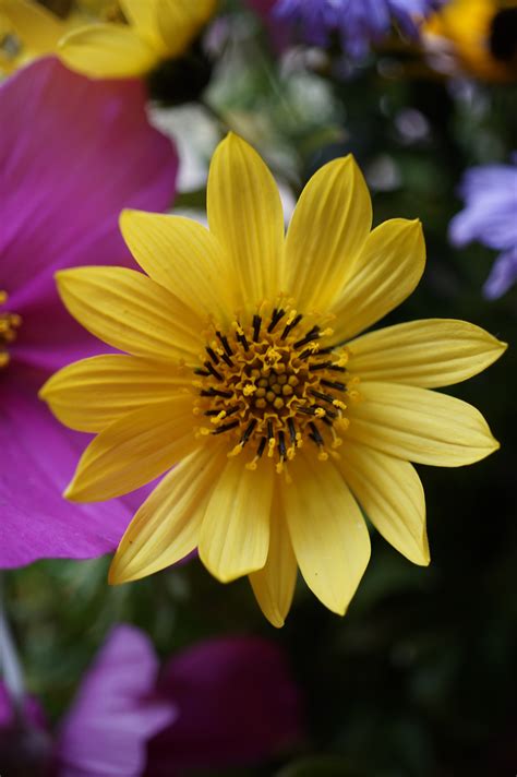 Banco de imagens natureza Flor plantar flor roxa pétala