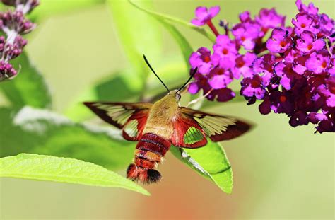 Clearwing Moth Sipping Nectar On Buddleia Photograph by Debbie Oppermann