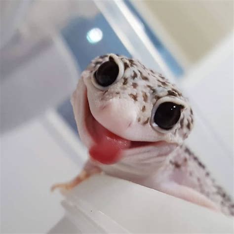 cute    dude cute lizard cute  animals cute