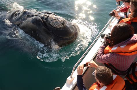 Temporada de ballenas en Puerto Madryn cuáles son las actividades