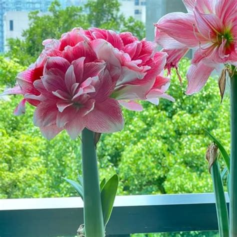 Naked Lady Lily Characteristics Appearance Growing Tips And Uses