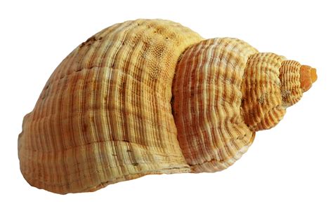 Seashell Png Transparent Image Download Size 1250x804px