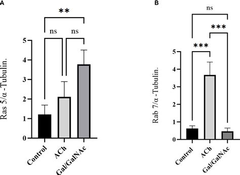 Frontiers The Gal GalNac Lectin As A Possible Acetylcholine Receptor