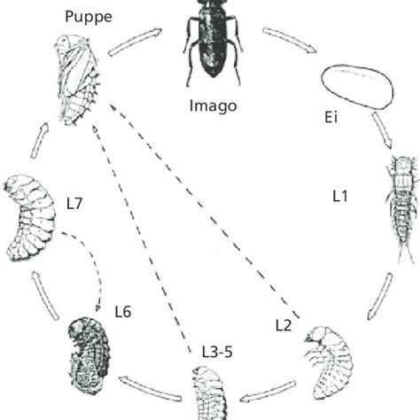 Abb Entwicklungszyklus Von Mylabris Variabilis Aus Bologna