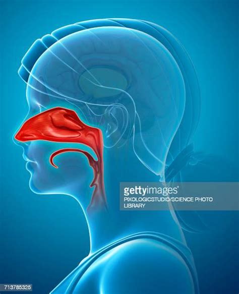 Nasal Cavity Stockfotos En Beelden Getty Images