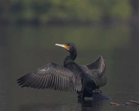 Great Cormorant - Facts, Diet, Habitat & Pictures on Animalia.bio