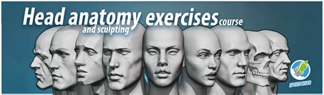 Head Anatomy and Sculpting Exercises - FlippedNormals