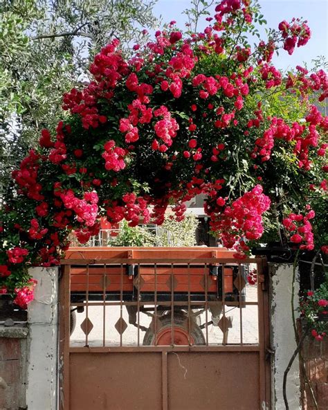 20 Gorgeous Garden Gate Landscaping Ideas Noudiv