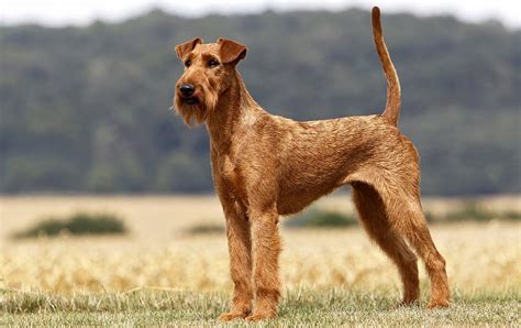 Irish Terrier Info Temperament Puppies Pictures