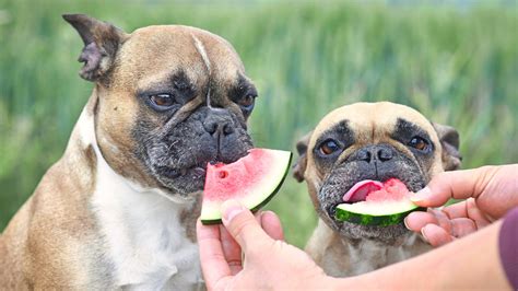 Porque Los Perros No Pueden Comer Carne