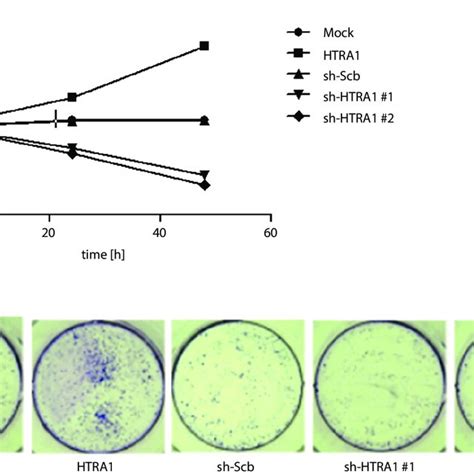 Overexpression Of Htra1 Promotes The Proliferation Of Arpe 19 Cells Download Scientific Diagram